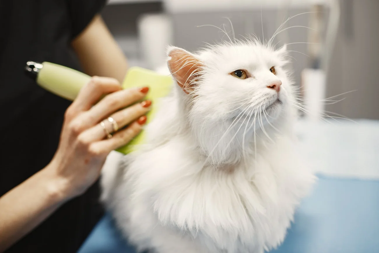 ねこ専用の診察台でケアを受ける猫