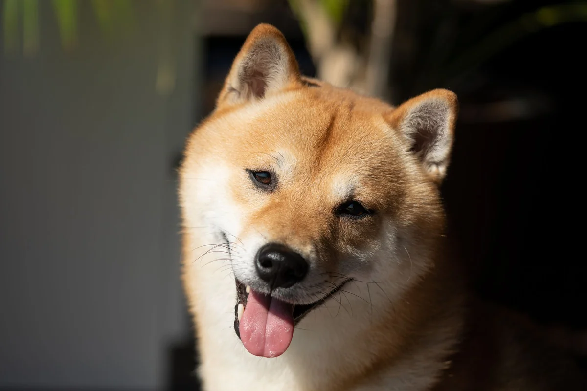 散歩中の柴犬