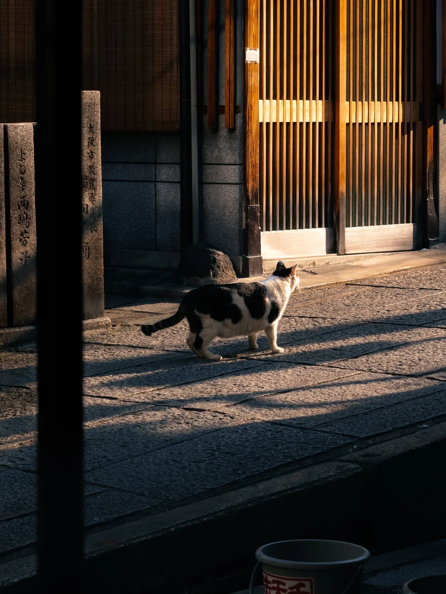 鳥居の下にすわる白黒の猫