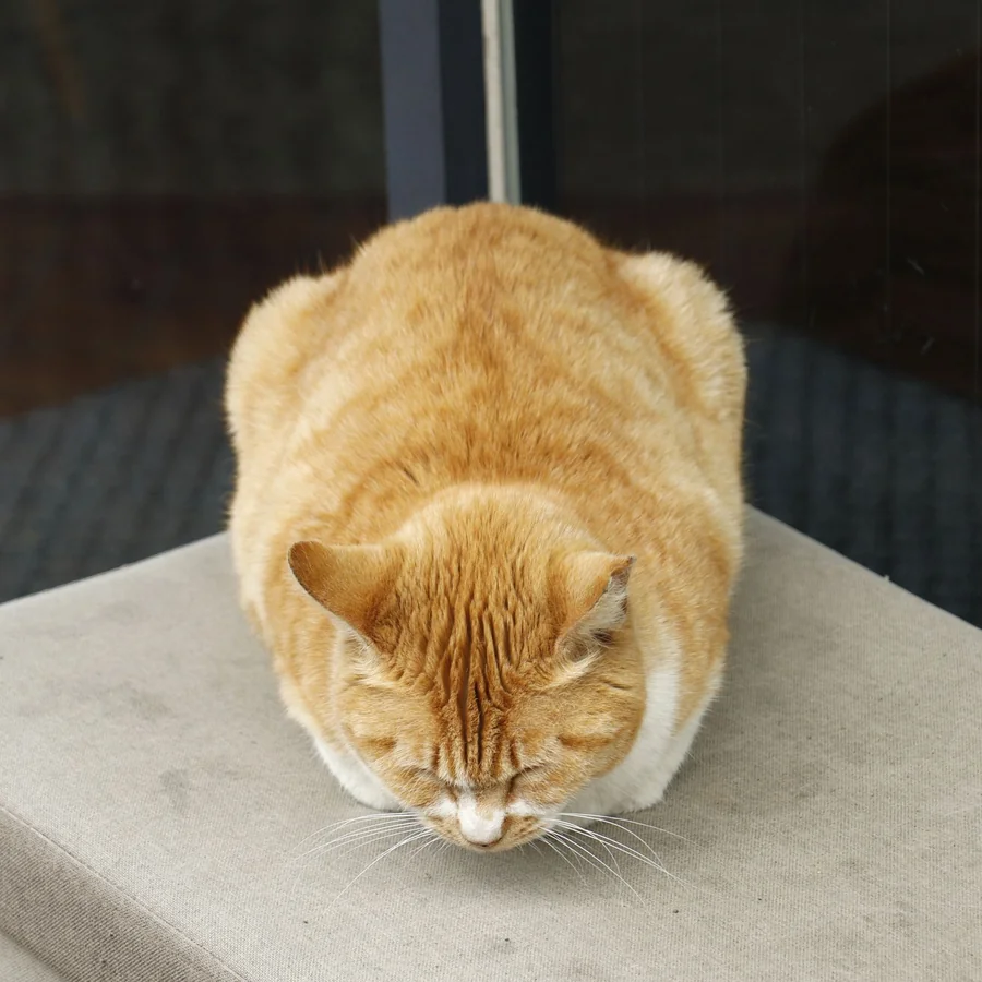 石の上で丸くなる茶トラ猫