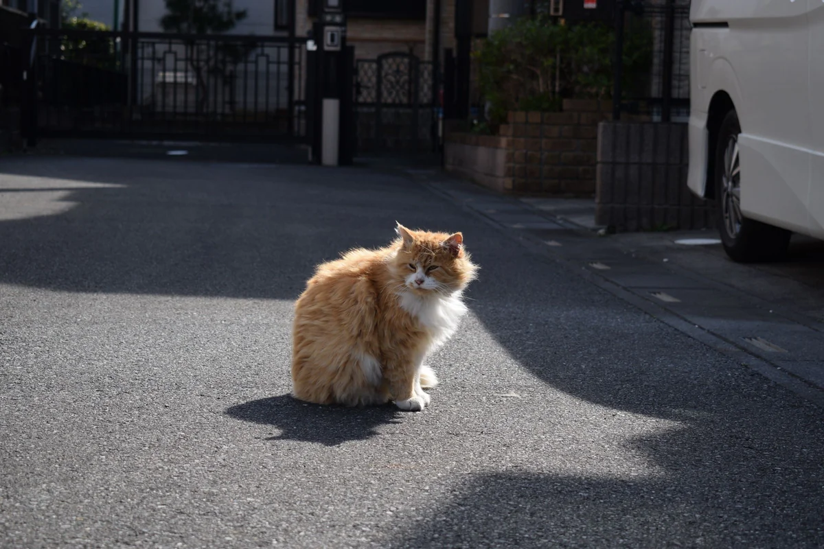 静かな住宅街の道