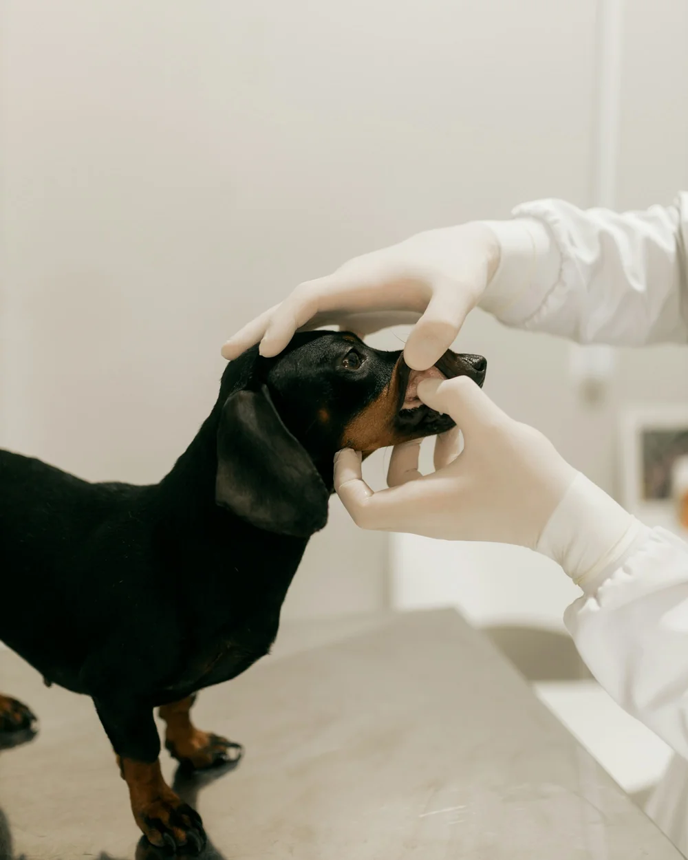 犬の口のなかを診ているところ