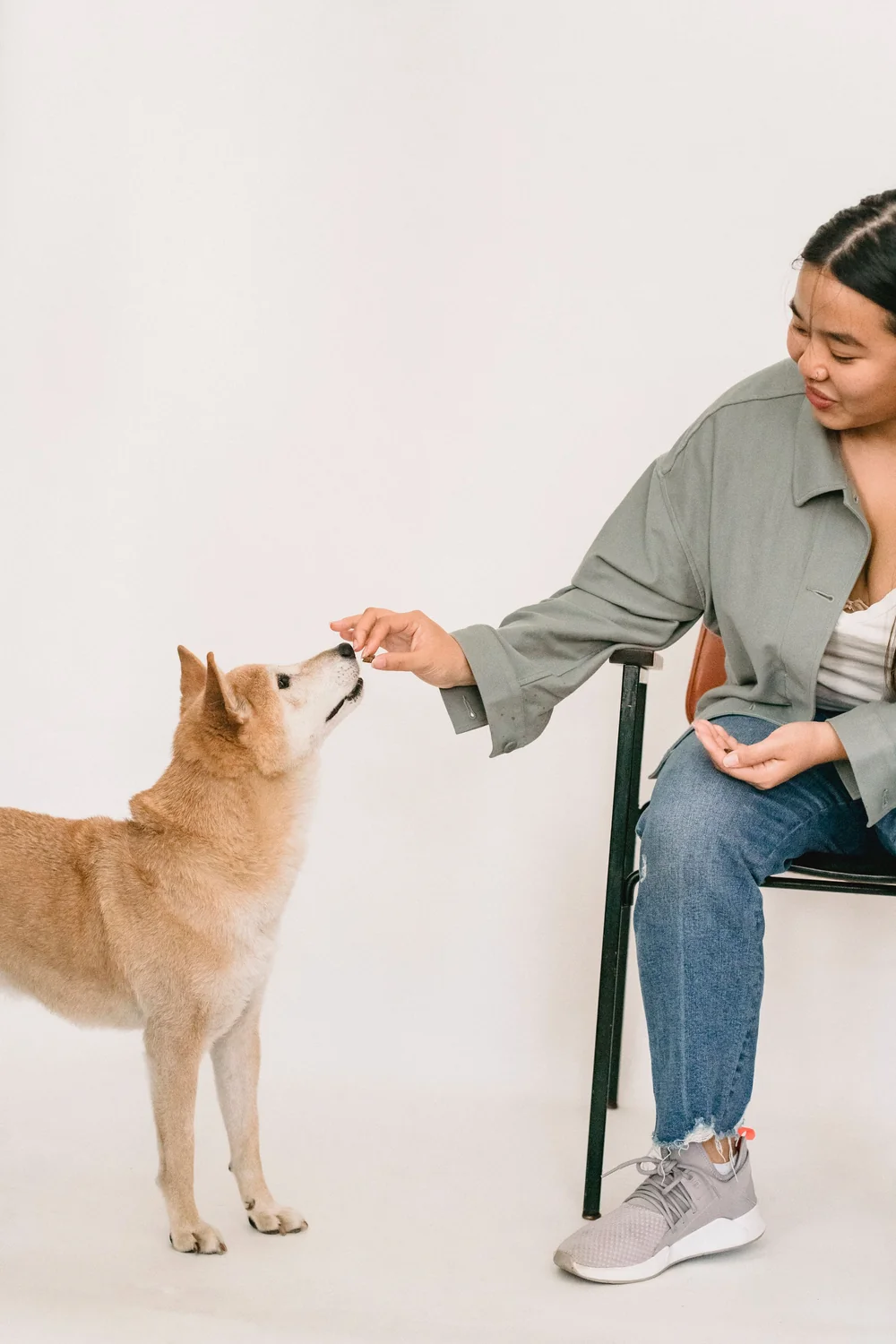 芝生で遊ぶ柴犬