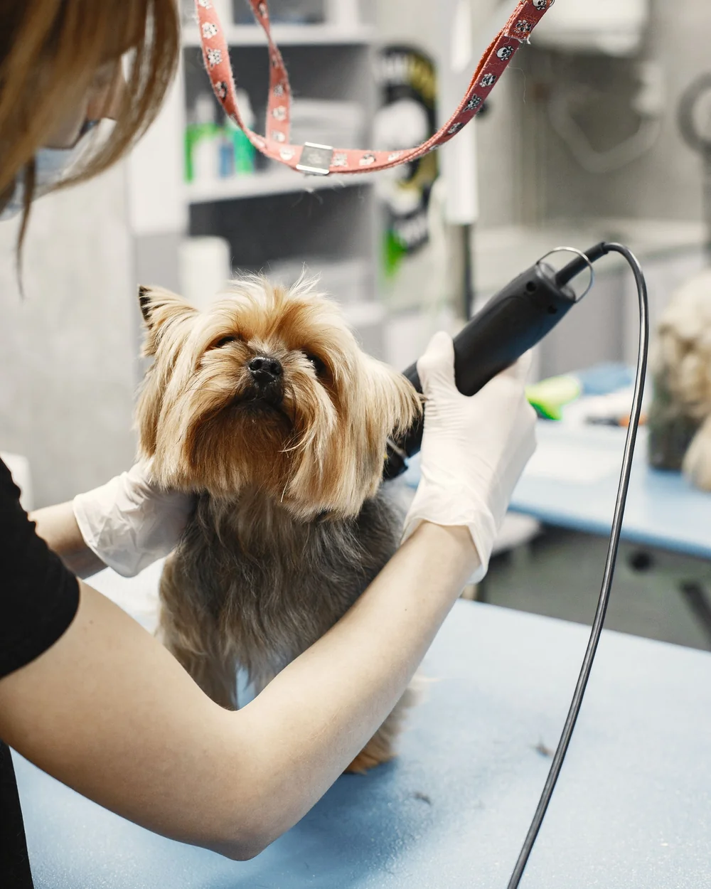 腕の中で安心している子犬